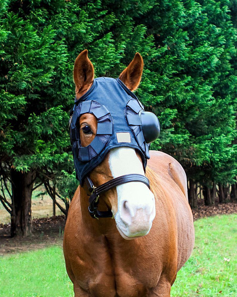 Local soaks in the success of her equine sun protection products